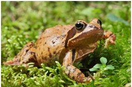 Text Box:  Figure 2: common Frog, Rana temporaria.